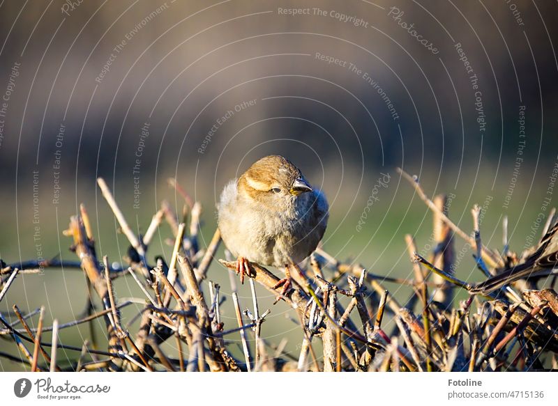 A small fat sparrow sits on a leafless hedge and looks to the side. Sparrow Bird Animal Exterior shot Colour photo Day Nature Wild animal Shallow depth of field