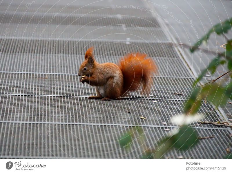 Squirrel II - The little red squirrel has found the peanut and is nibbling away. Animal Cute Pelt Wild animal Rodent Brown Exterior shot Colour photo Small Day