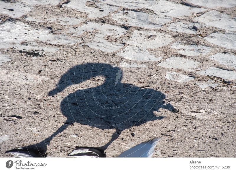 White swans also cast black shadows. Swan Shadow waterfowl Waddle Legs Feet Bird Shadow play Shore leave webbed membranes swimming animal Paving stone Contrast