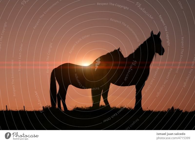 horses in the meadow with a beautiful sunset silhouette sunlight animal animal themes animal in the wild animal wildlife nature cute beauty elegant wild life