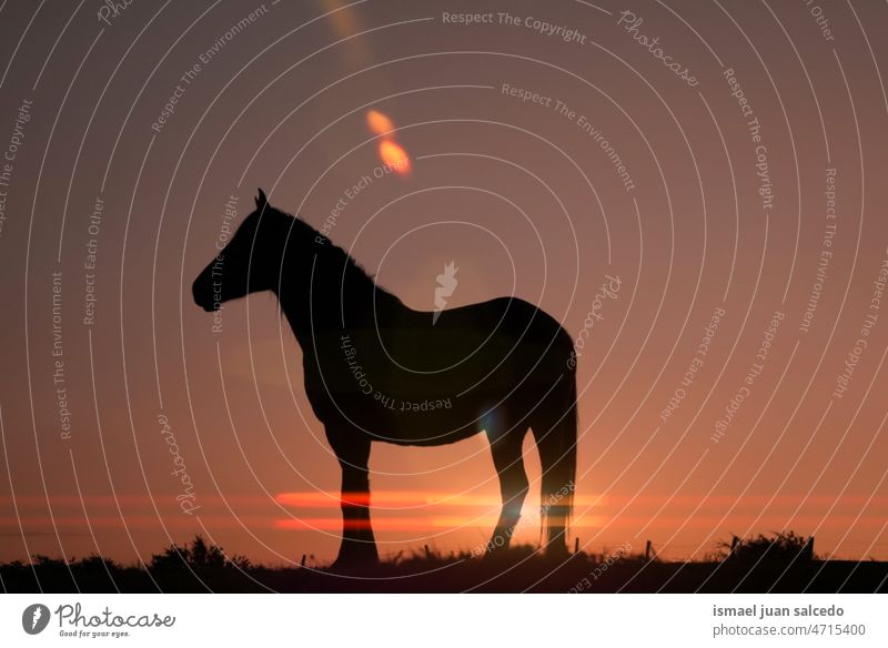 horse silhouette in the meadow with a beautiful sunset sunlight animal animal themes animal in the wild animal wildlife nature cute beauty elegant wild life