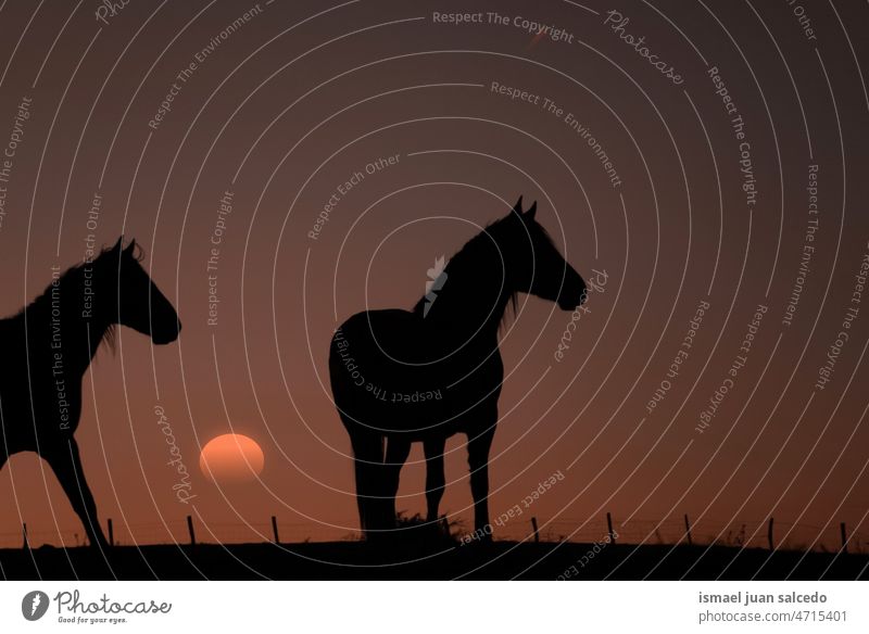 horse silhouette in the meadow with a beautiful sunset background sunlight animal animal themes animal in the wild animal wildlife nature cute beauty elegant