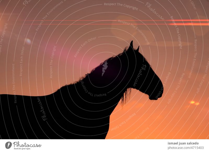 horse in the meadow with a beautiful sunset silhouette sunlight animal animal themes animal in the wild animal wildlife nature cute beauty elegant wild life