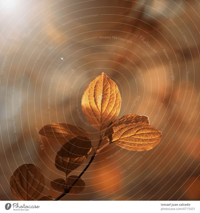 brown tree leaves in autumn season leaf brown leaves nature natural foliage abstract textured outdoors background beauty fragility freshness minimal fall