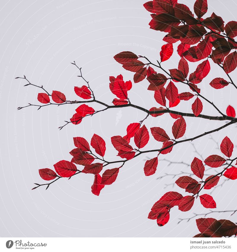 red tree leaves in autumn season, autumn leaves branches leaf red leaves nature natural foliage textured outdoors background beauty fragility freshness