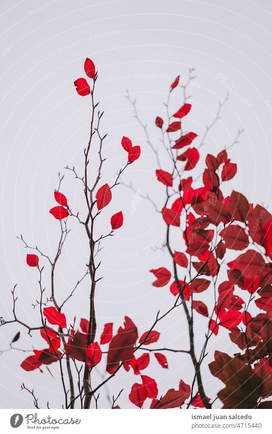red tree leaves in autumn seaso, autumn leaves branches leaf red leaves nature natural foliage textured outdoors background beauty fragility freshness