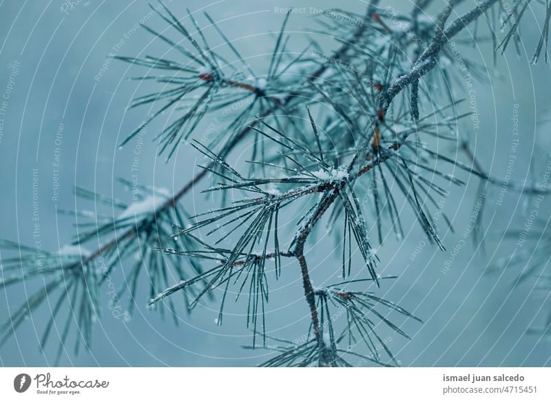 snow on the pine tree leaves in winter season pine leaves branches leaf green ice frost frosty frozen white nature textured outdoors background wintertime