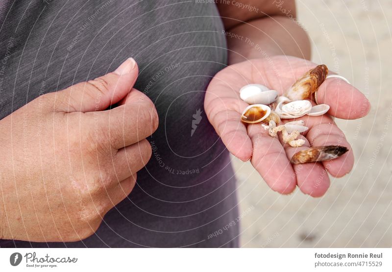 Woman hands with collected shells on beach Women's Hands seashells conch shells suntan Beach vacation holidays free time hobby relaxation senseless purposeless