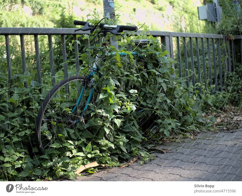 Bike in the bush bicycle heidelberg platform sunshine nature strikes back art ingrown nature in the city forgotten