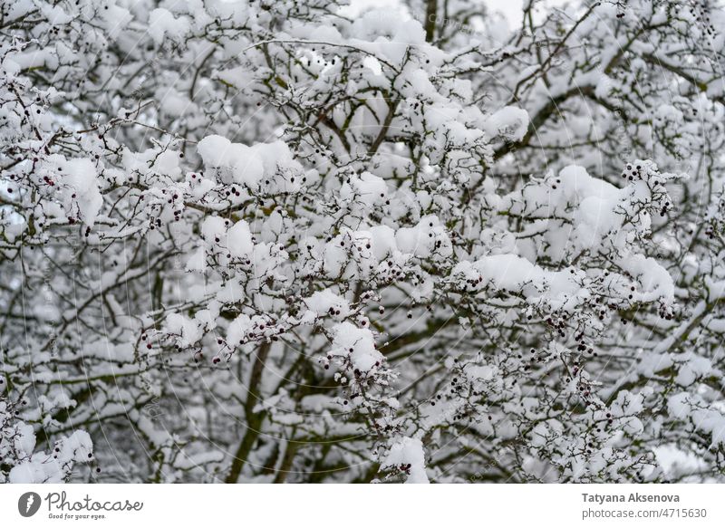Snow covered tree branches snow winter forest cold frost plant seasonal nature background outdoor weather white nobody frozen day snowing winter scene