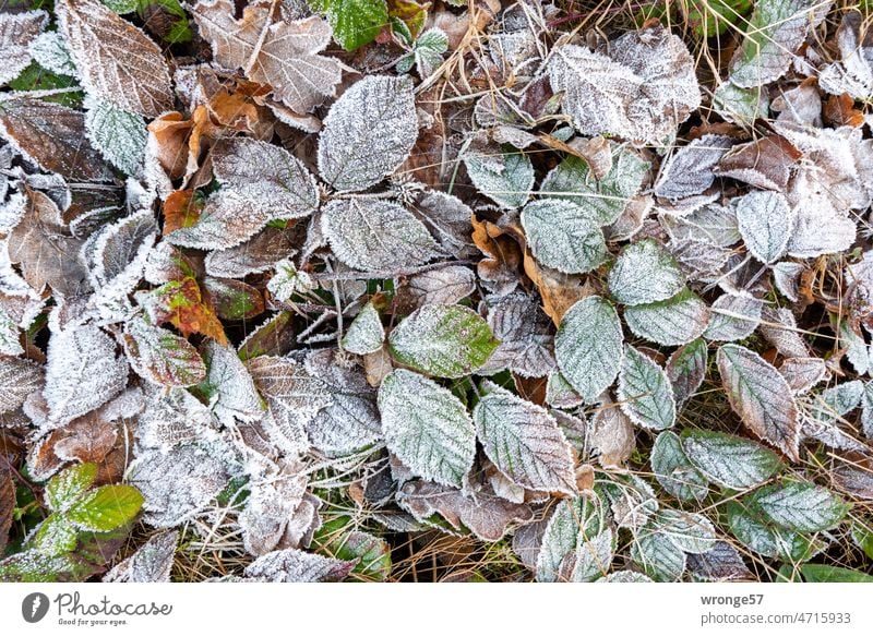 Hoarfrost covers leaves and blackberry vines on the north side of a mountain slope Hoar frost Hoarfrost in the morning Winter Morning Frost Cold Blackberry leaf