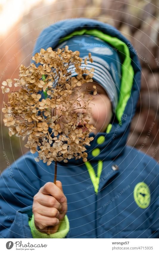 Boy holds a dried hydrangea flower in his hand and looks through it Boy (child) Blossom Hydrangea Shriveled Autumn Winter Face shallow depth of field To hold on