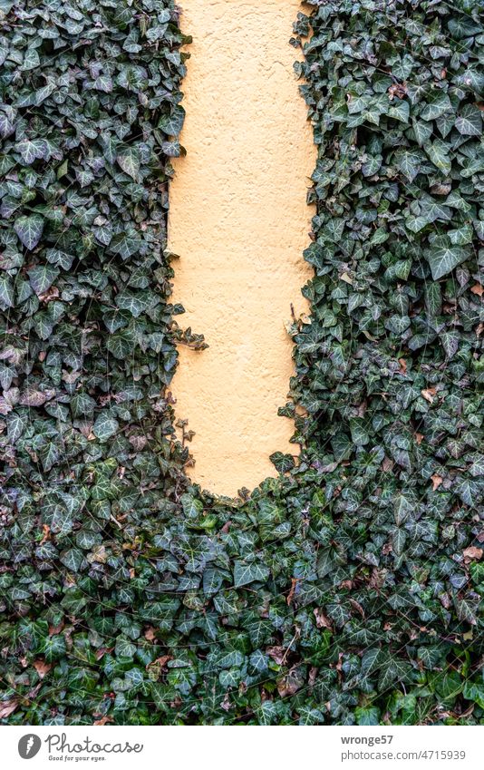 Green ivy climbing up a wall - free colored area in the middle Ivy ivy leaves Ivy vines green leaves Exterior shot Plant Colour photo Growth Wall (building)