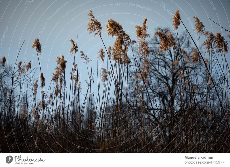 Reeds that reach into the sky Common Reed Blue Sky Nature Deserted Colour photo Exterior shot Plant reed grass Beige Brown Landscape