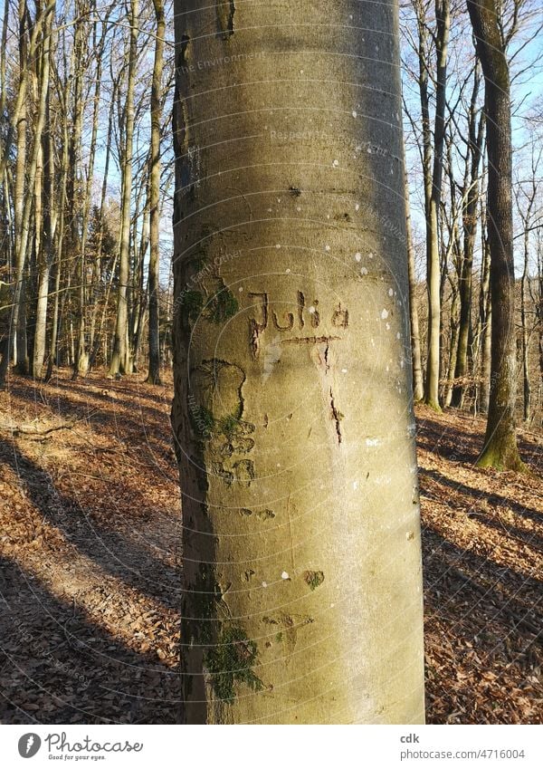 Carved into the tree: Julia Tree writing Name Letters (alphabet) Word woman's name Nature Forest out daylight flooded with light Light and shadow trunk engraved