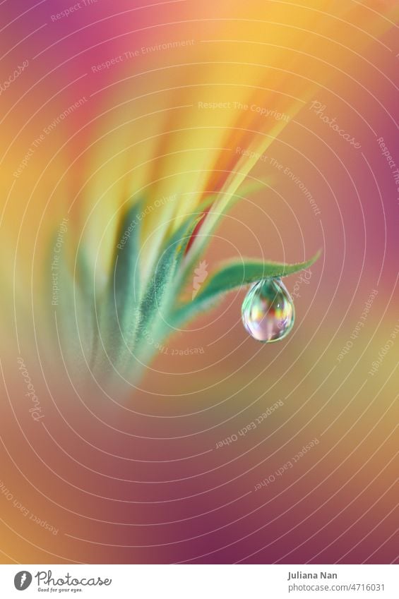 Beautiful Textured Macro Photo.Colorful Flowers.Fantasy Floral Art Design.Magic Light.Close up Photography.Conceptual Abstract Image.Yellow and Violet Background.Creative Wallpaper.Beautiful Nature Background.Amazing Spring Flower.Water Drop.Copy Space.