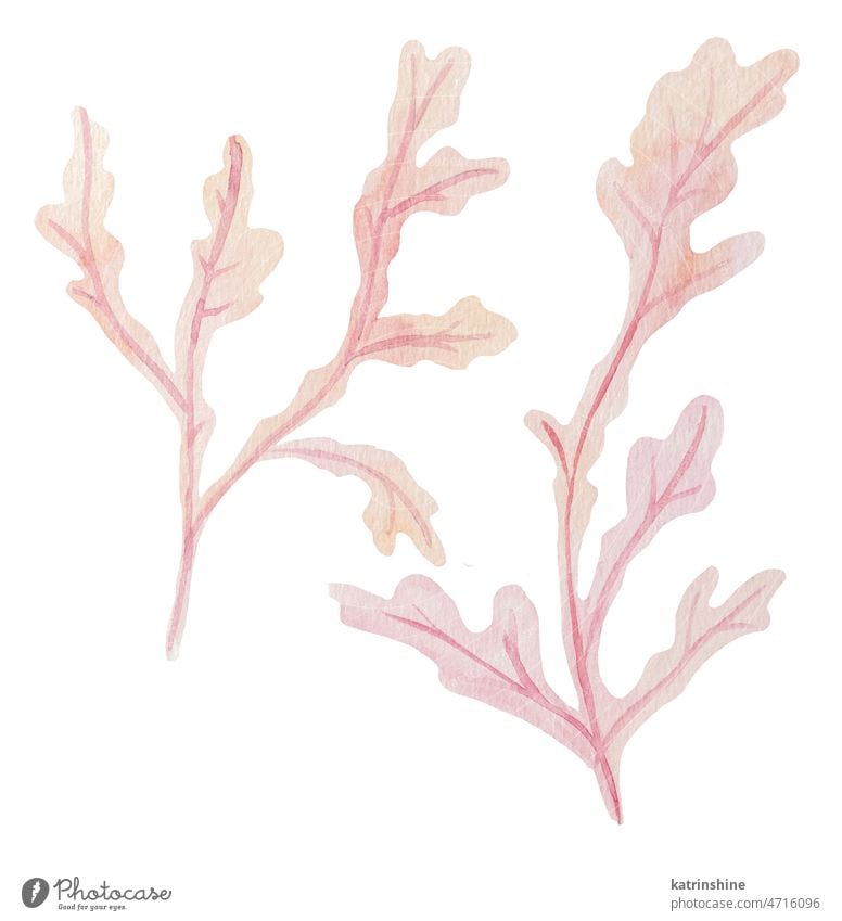 Set of hand drawn Watercolor seaweeds Illustration in pastel pink and light purple Decoration Drawing Element Exotic Hand drawn Holiday Isolated Nature Plant
