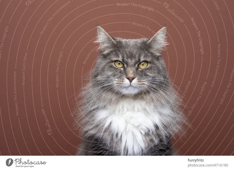 gray white maine coon cat portrait looking at camera on brown background pets feline domestic cat fur fluffy longhair cat purebred cat blue tabby studio shot