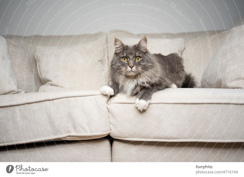 cat lying on front resting on couch looking at camera curiously pets feline domestic cat fur fluffy longhair cat maine coon cat purebred cat white beige