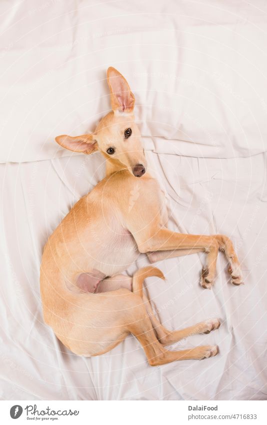 greyhound dog on white bed adorable animal breed brown calm canine comfort cute domestic fluffy friend happy home little mammal pedigree pet pillow portrait