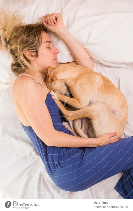Woman with her greyhound dog in white bed animal attractive background beautiful bedroom blanket caucasian cute dream fatigue female friendship girl happy home