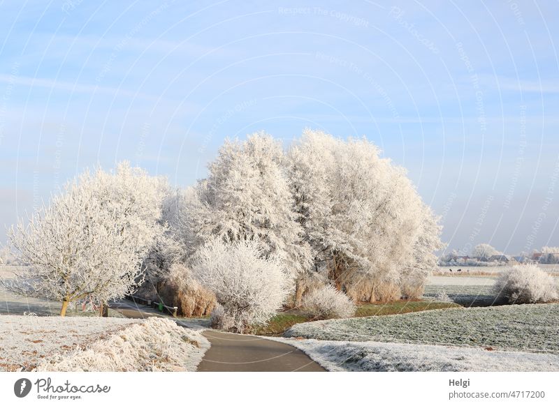 Hoarfrost winter morning - trees, bushes and fields covered with hoarfrost in sunlight Hoar frost Winter Winter morning Winter magic Bushes Field Meadow off Sky