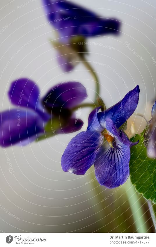 Flowering violet, Viola odorata fragrant Blossom blossoms viola Violaceae Violet plants shrub perennial Spring Flowering Plant wild flower