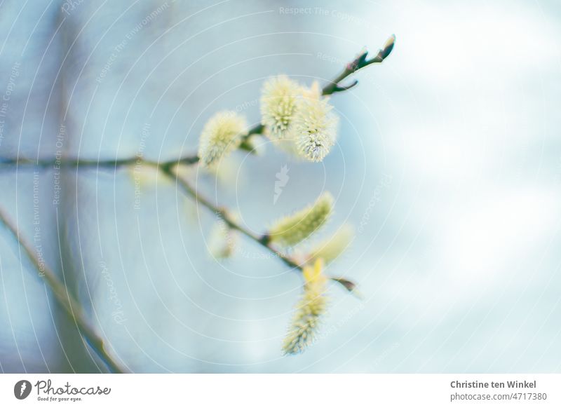 Delicate yellow spring greeting / flowering willow catkins Catkin blossoms Spring Yellow delicate yellow flowers shrub Tree Nature Blossoming naturally