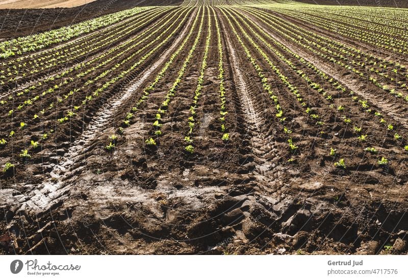 Freshly planted lettuce field in straight rows Field Landscape Nature Agriculture Environment Exterior shot Colour photo Deserted Day Plant Agricultural crop