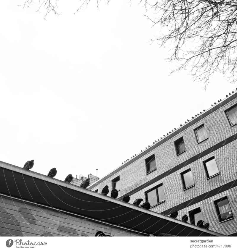 Weird birds Hamburg Reeperbahn pigeons Row Architecture Building house edge Building edge Black & white photo Sky Minimalistic temporising Window Facade Town