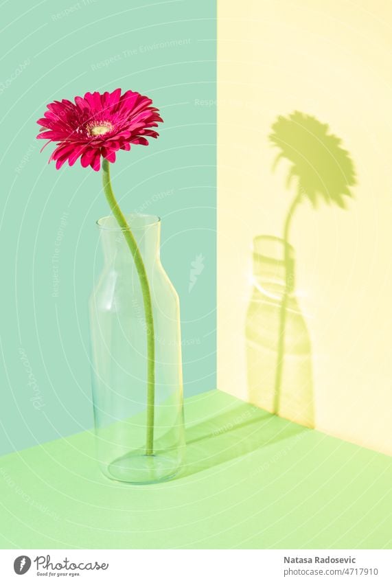 Creative composition with a gerbera flower in a glass vase against multicolored background Abstract Contemporary concept Isometric Multicolored Rectangle summer