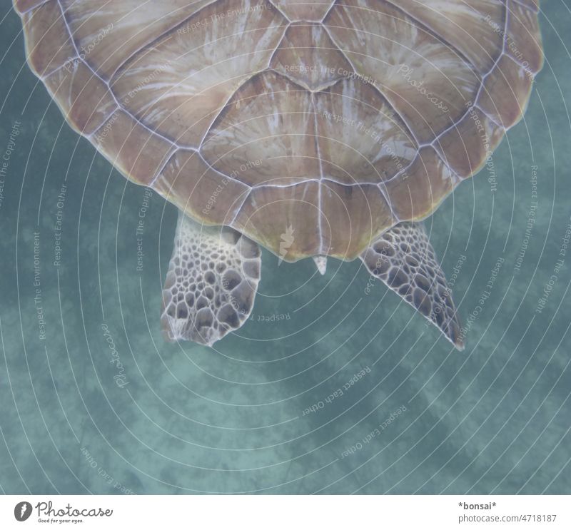 turtle back Turtle Turles Sea turtle Tortoise-shell Shell Reptiles Hind quarters Animal Pattern flowed feet Water Ocean be afloat Dive Glide Calm Freedom Nature