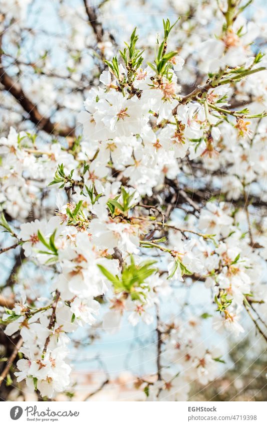 Background of almond blossoms tree. Cherry tree with tender flowers. Amazing beginning of spring. Selective focus. Flowers concept. almond tree cherry seasons