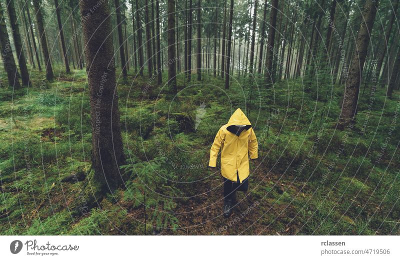 hiker with yellow rain jacket walks in the foggy forest autumn raincoat evil fairytale fear hiking lonely mood path traveler wildlife woodland mist trail