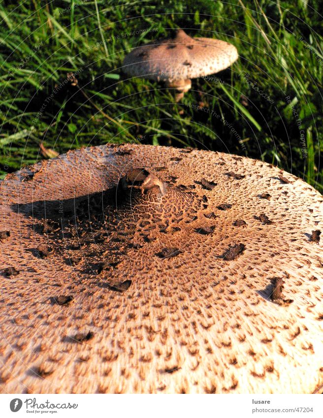 two mushrooms Surface Grass Green Meadow Autumn Exterior shot Near Mushroom structure Perspective