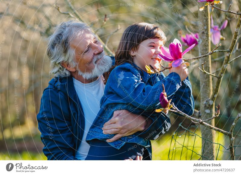 Senior man with granddaughter touching blooming flowers of tree grandfather curious magnolia campbellii inflorescence garden branch plant girl fresh grandchild