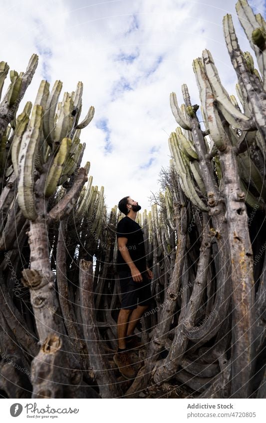 Bearded man standing between high cacti in arid terrain tourist admire exotic grow nature prickle trip tropical male cactus spike drought plant tourism thorn