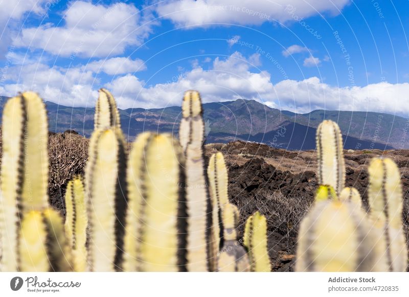 Cacti growing in valley surrounded by hills cacti exotic succulent range environment dry nature tropical wild cactus wildlife plant thorn prickle tenerife