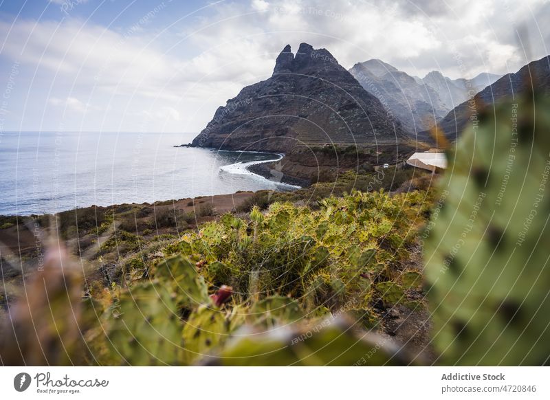 Mountain on shore with cactuses sea mountain water coast island cliff plant rock nature landscape environment grow vegetate spain canary tenerife scenic scenery