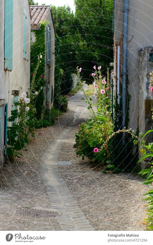 small alley with hollyhock Charente-Maritime Flower France Ile de re Nouvelle-Aquitaine Red alleyway bloom blooming blossom building cobblestone