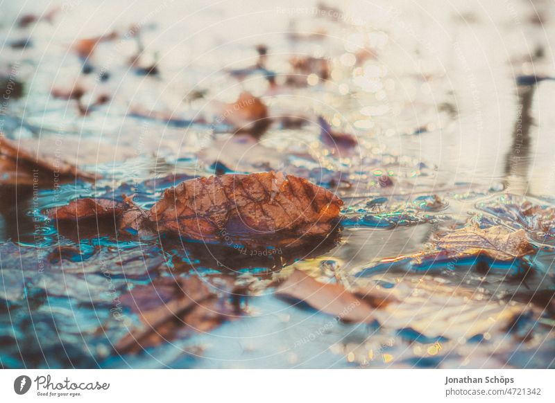 Leaf reflection on puddle with ice and foliage bokeh Leaves Puddle Ice Close-up Shallow depth of field Gold Happy Glittering Attentive near name Water Winter