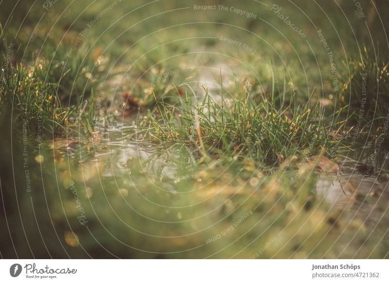 Close up meadow with water Grass Dreamily Meadow Wet Edge of the forest Shallow depth of field Close-up Nature Exterior shot Colour photo Deserted Day Green