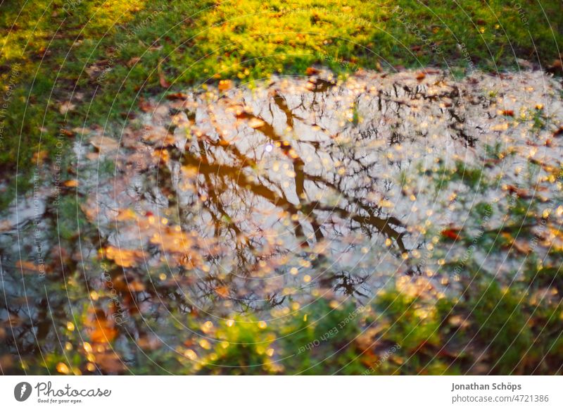 Puddle on meadow with reflection of trees in sunlight Deluge Reflection Meadow Tree Park Retro Analog movie vintage Colour photo Old Exterior shot Deserted