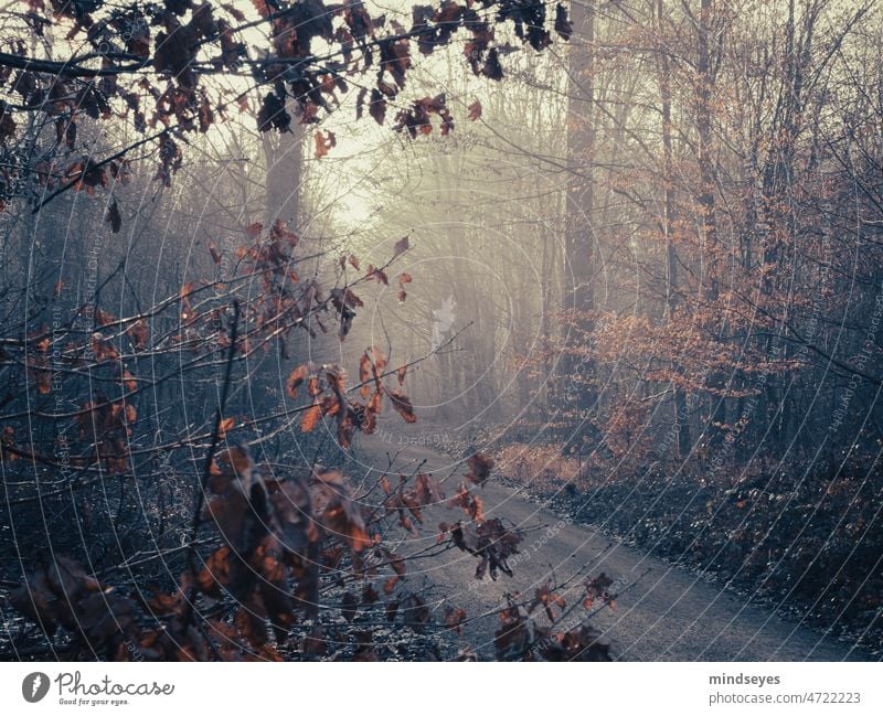 forest in the fog Fog Winter Forest leaves Winter magic Lonely melancholy melancholically Empty Cold chill Nature Love of nature Seasons Frost Deserted