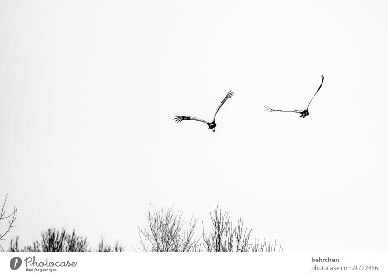 together in the same direction Dream Free Longing Black & white photo Freedom Nature Sky Fog Far-off places Bird Flying Fantastic Calm Contrast Wanderlust