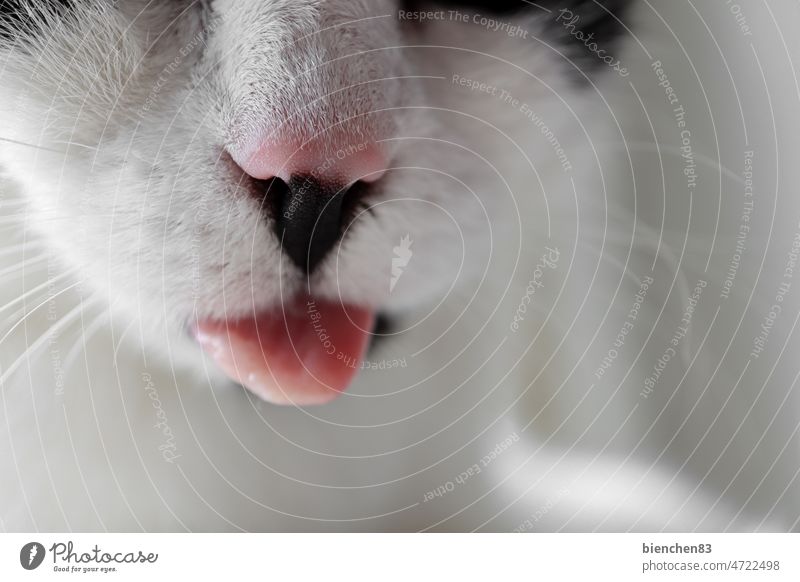 Cat shows tongue Tongue Cat's tongue Nose cat's nose Pet Close-up Love of animals black-and-white Domestic cat Whisker Snout Pelt