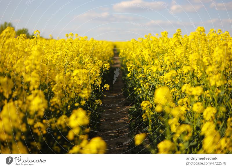 yellow rapeseed on a background of the sky. selective focus on color. canola field with ripe rapeseed, agricultural background blue clouds plant oilseed nature