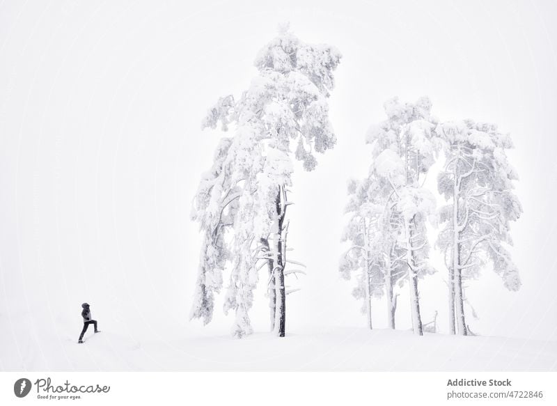 Distant person near snowy trees nature winter hoarfrost traveler grove countryside cold frozen weather plant terrain season wintertime tall climate environment