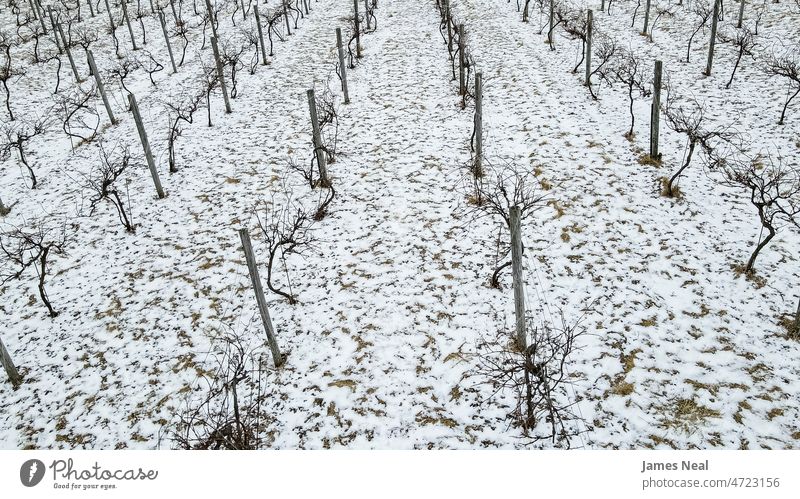 Snow covered vineyard during winter season wineyard snowfall produce nature line icy plantation agriculture wintry frozen chilly outdoors farm fruit row organic