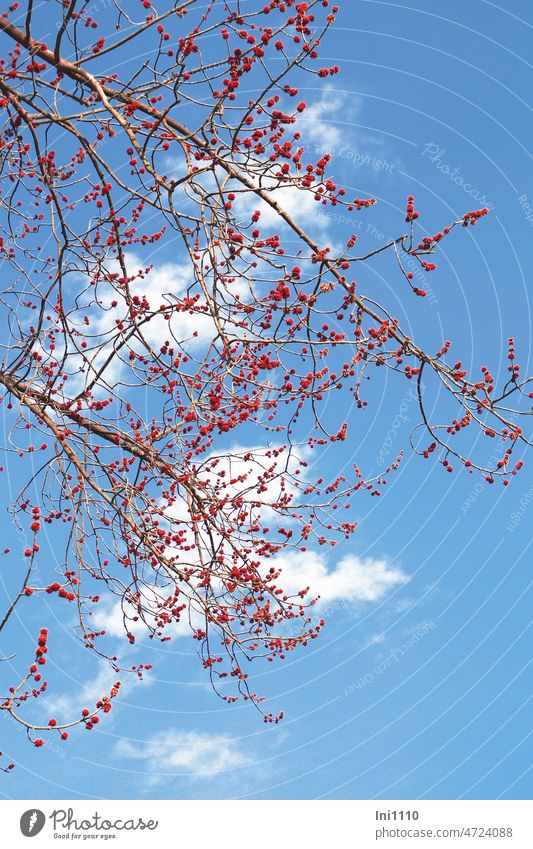 Silver maple in March with red flower buds against blue sky Spring Tree Maple tree Acer saccharinum heyday Honey flora Bud Flower clusters blossoms Red Blue sky